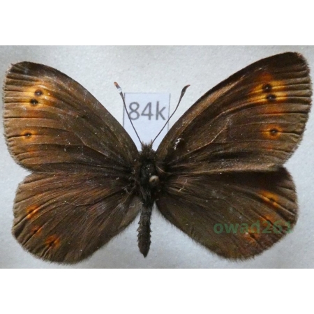 Erebia medusa (Denis & Schiffermüller, 1775) male Górówka meduza Czech84k
